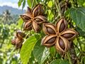 ساچا اینچی (Plukenetia volubilis)؛ معرفی، شرایط نگهداری و خواص دانه روغنی
